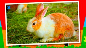 Учим Домашних животных с малышами названия и их голоса/ развивающий мультфильм для детей смотреть