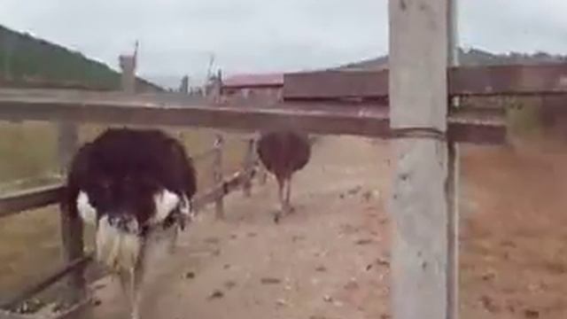 www.MyReptile.ru_Страусы. Оstriches. смотреть онлайн