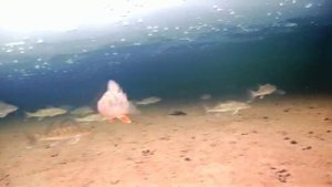 Подводная съемка стайки рыбок