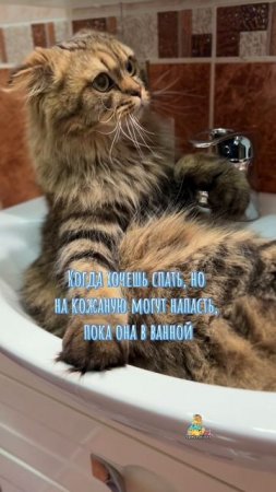 А ваши котики охраняют вас пока вы в ванной?😸 #котики #юмор #котик
