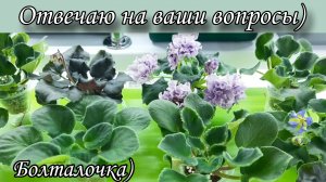 Отвечаю на вопросы по выращиванию фиалок! Болталочка)