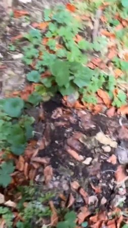 A Decent Slug | What is under the rock?
