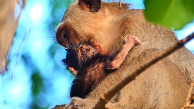 Mum MESSI no hug p😭o-0-r baby monkey MASHA, not easy to cling Mommy on the high tree смотреть онлайн