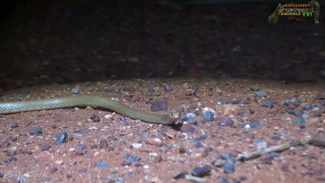 VENOMOUS Snakes AUSTRALIA - Western Brown Snake - Pseudonaja смотреть онлайн