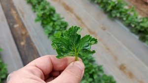 КАК УНИЧТОЖИТЬ ЗЕМЛЯНИЧНОГО И ПАУТИННОГО КЛЕЩА НА КЛУБНИКЕ? Вертимек, Аполло, Масай, Демитан.