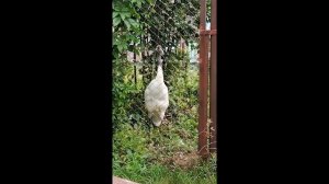 №3848  03 08 2023 Голос японского журавля