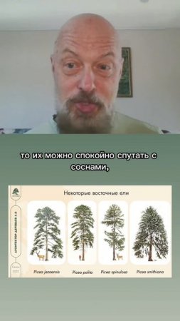 Особенности ели восточной