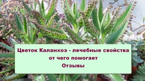 Цветок Каланхоэ - лечебные свойства, от чего помогает, отзывы