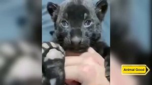 Мужчина спас крохотное новорождённое животное, но оно быстро выросло и стало огромным хищником!