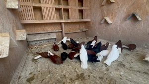 Племенные голуби 2025 г. Бугуруслан (2 часть)