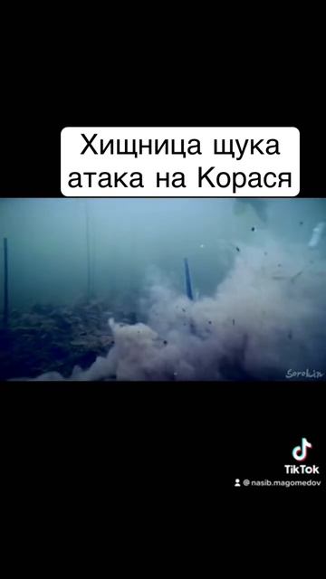 Щука атакует смотреть онлайн