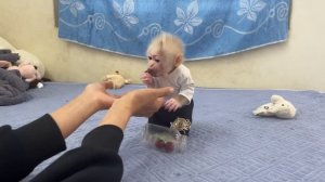 Smart little monkey Abi takes fruit from the bottle