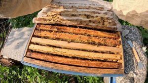 2024-08-29 Пчёлы. Карника. Позднелетний обзор