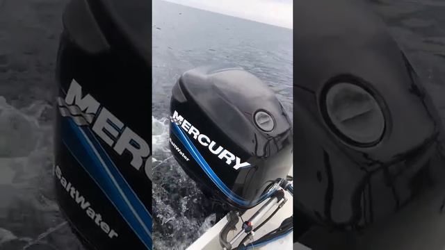 Mercury optimax 115 /2004 смотреть онлайн