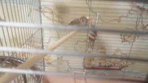 Зебровые амадины. Чем кормить?