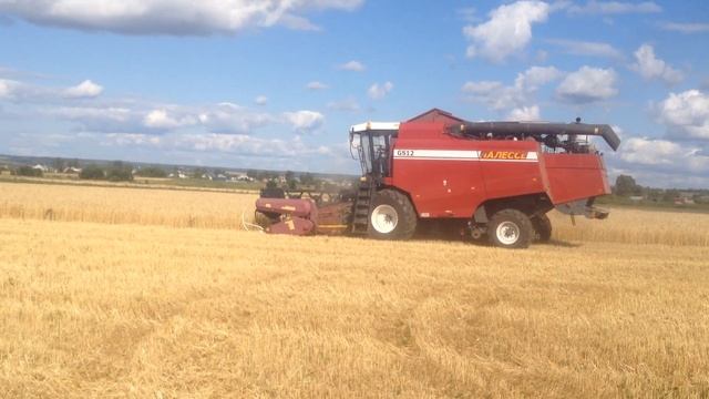 Уборка пшеницы на польсье 12 выгружаем в камаз 45144 смотреть онлайн