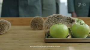 Реклама Сок Дары Кубани "Ежи"