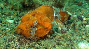 МОРСКАЯ ВПАДИНА  Валерий Брошь 29 .03 . 2025г