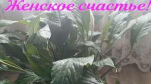 СПАТИФИЛЛУМ!!! ЖЕНСКОЕ СЧАСТЬЕ!!!