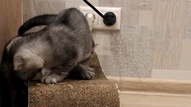 Серебристые шиншиллы: мальчик и девочка смотреть онлайн