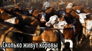 Сколько живут сельскохозяйственные коровы
