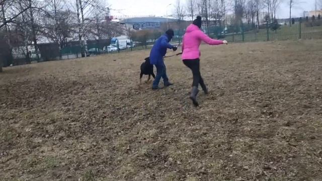 Защитная служба Ротвейлер 1 занятие смотреть онлайн