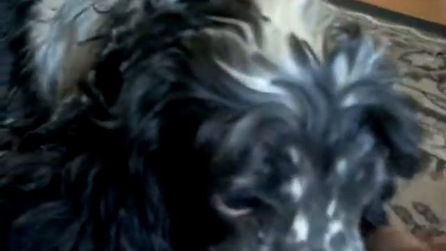 Злая ссобака!