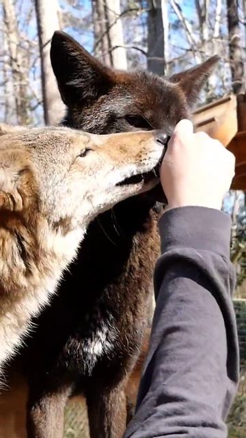 Coyote ❤️ смотреть онлайн