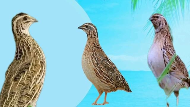batair ki awaz quil sound beautiful morning and night hunting بٹیروں کی آواز صبح رات والی والیم