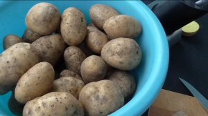 Как хранится картофель ТУЛЕЕВСКИЙ