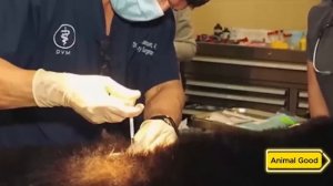 Мужчина спас плачущего медведя, а затем произошло что-то шокирующее!