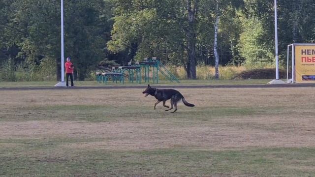 Маслова Юлия и Allat vom Kayman Кубок Дружбы 2022 IGP-1 В-76 смотреть онлайн