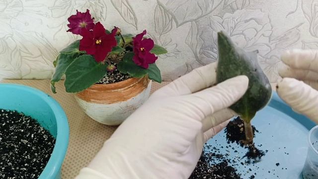 КАК ПОНЯТЬ, КОГДА ОТДЕЛЯТЬ ДЕТОК от материнского ЛИСТА ФИАЛКИ! Ответы на вопросы!