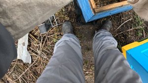 2025-03-25. Карника. Пересадка из деревянного старого улья в новый ЭППС после зимовки.