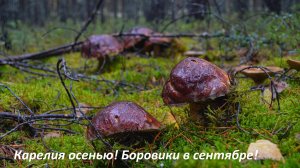Карелия осенью! Классные боровики в сентябре! Идем за грибами! Каникулы в Карелии!