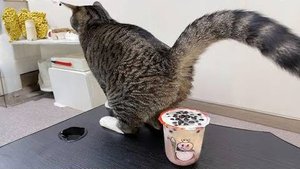 САМЫЕ СМЕШНЫЕ шорты с животными за месяц!  🐧