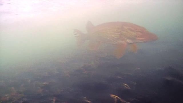 Подводная съемка встреча с щукой