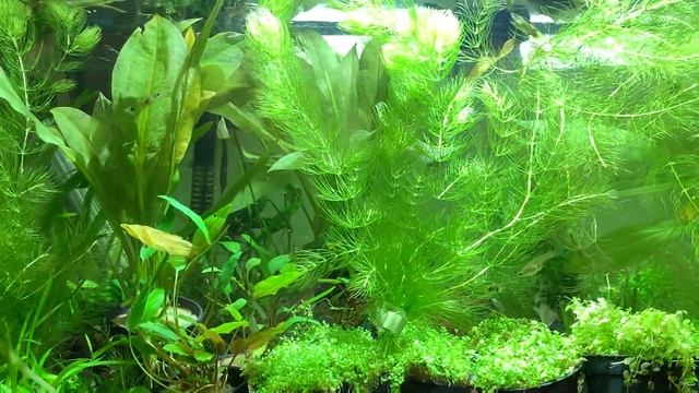 Algae Control Hack, a Benefit of Having Hornwort (Fast growing plant) in Your Aquarium