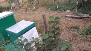 Фундук "Tonda di Giffoni".Огляд 2-річних саджанців.