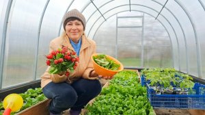 Дом на Кубани | В саду чистота | Богатый урожай в теплице