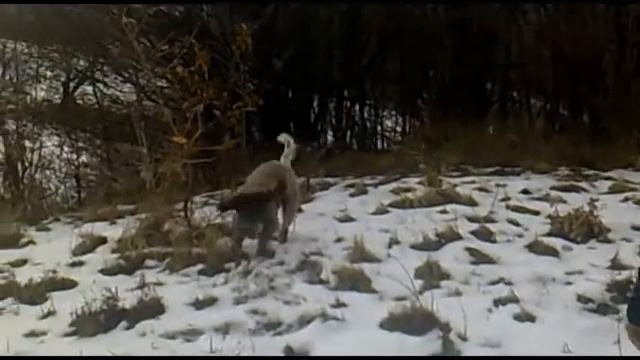 http://www.trufflesbg.eu/    кучета за трюфели - развъдник