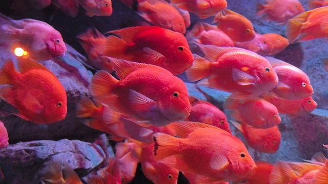 Вьетнам, Фукуок 12.2024 смотреть онлайн