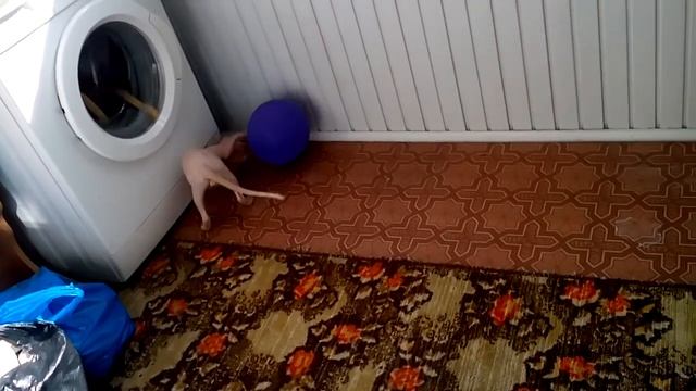 Сфинкс Тигран и шарик смотреть онлайн