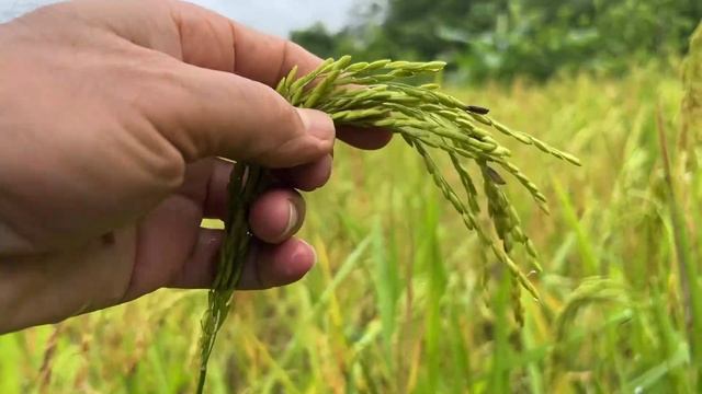 Гуляем с Айдыном. Часть 3. смотреть онлайн