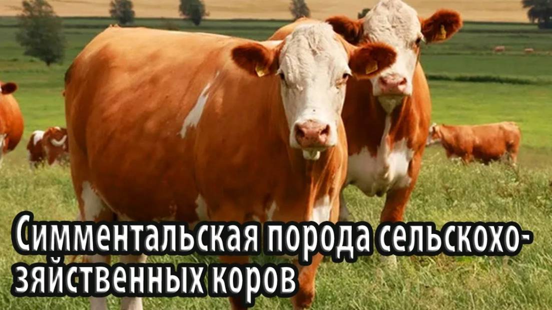 Симментальская порода сельскохозяйственных коров