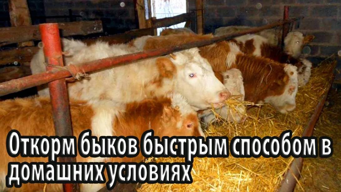 Откорм быков быстрым способом в домашних условиях