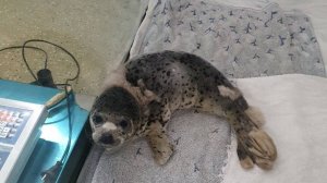 В реабилитационном центре рассказали о спасении щенка тюленя на мысе Тобизина