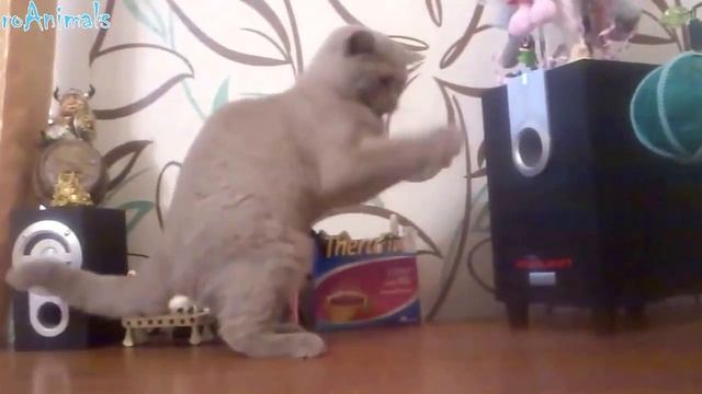 ПРИКОЛЫ С ЖИВОТНЫМИ | FUN WITH ANIMALS #116 смотреть онлайн