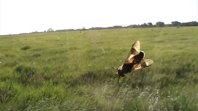 Deer Fly (Tabanidae: Chrysops) on Car Window смотреть онлайн