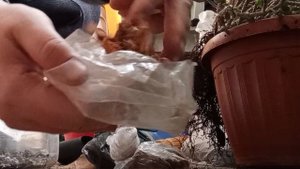 100 дней пересадки: молочай миля